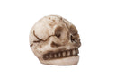 Halloween Mini Skeleton Head (1pc)