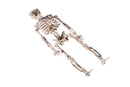 Halloween Skeleton 1pc (50×150mm)